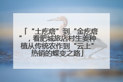 “土疙瘩”到“金疙瘩”，看肥城旅店村生姜种植从传统农作到“云上”热销的蝶变之路