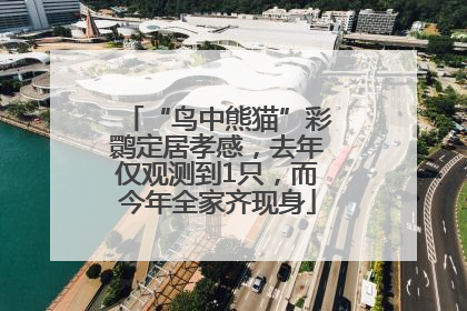 “鸟中熊猫”彩鹮定居孝感，去年仅观测到1只，而今年全家齐现身
