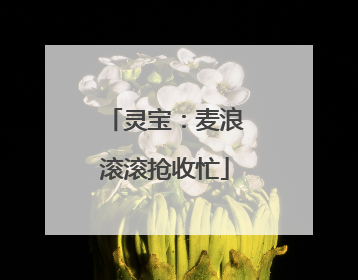 灵宝：麦浪滚滚抢收忙