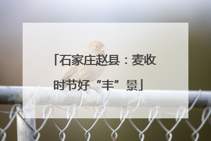石家庄赵县：麦收时节好“丰”景