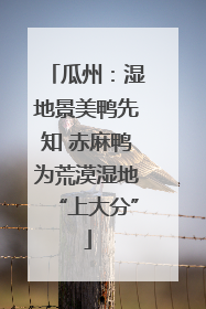 瓜州：湿地景美鸭先知 赤麻鸭为荒漠湿地“上大分”