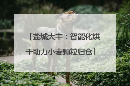 盐城大丰：智能化烘干助力小麦颗粒归仓