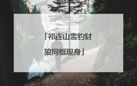 祁连山雪豹豺狼同框现身