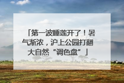 第一波睡莲开了！暑气渐浓，沪上公园打翻大自然“调色盘”