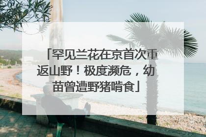 罕见兰花在京首次重返山野！极度濒危，幼苗曾遭野猪啃食