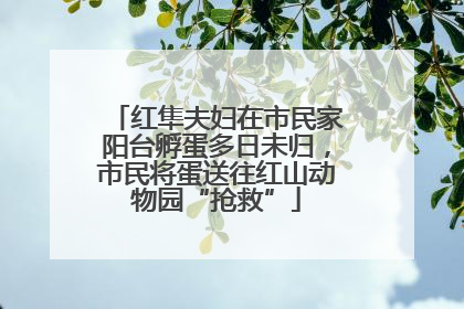 红隼夫妇在市民家阳台孵蛋多日未归，市民将蛋送往红山动物园“抢救”