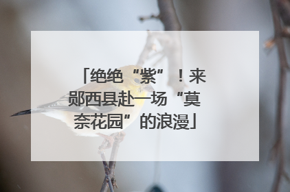 绝绝“紫”！来郧西县赴一场“莫奈花园”的浪漫