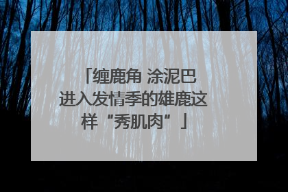 缠鹿角 涂泥巴 进入发情季的雄鹿这样“秀肌肉”