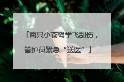 两只小苍鹭学飞刮伤，管护员紧急“送医”