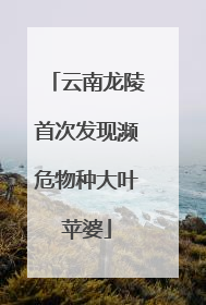 云南龙陵首次发现濒危物种大叶苹婆