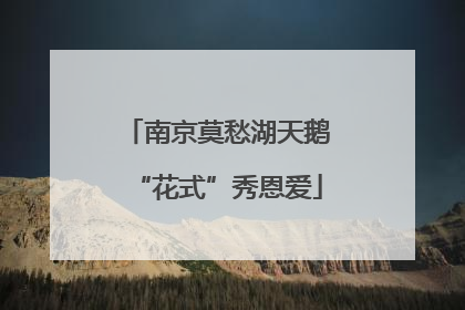 南京莫愁湖天鹅“花式”秀恩爱