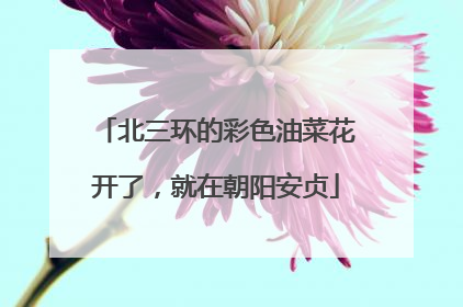北三环的彩色油菜花开了，就在朝阳安贞