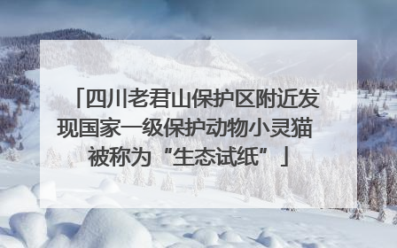 四川老君山保护区附近发现国家一级保护动物小灵猫 被称为“生态试纸”