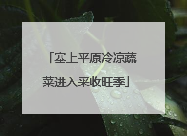 塞上平原冷凉蔬菜进入采收旺季