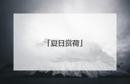 夏日赏荷