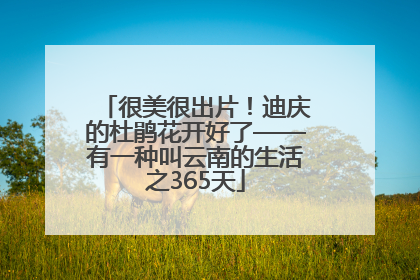 很美很出片！迪庆的杜鹃花开好了——有一种叫云南的生活之365天