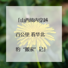 山西境内穿越百公里 看华北豹“搬家”记