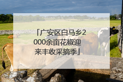广安区白马乡2000余亩花椒迎来丰收采摘季