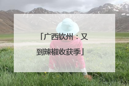 广西钦州：又到辣椒收获季