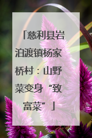 慈利县岩泊渡镇杨家桥村：山野菜变身“致富菜”