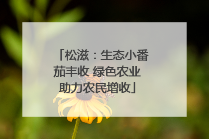 松滋：生态小番茄丰收 绿色农业助力农民增收