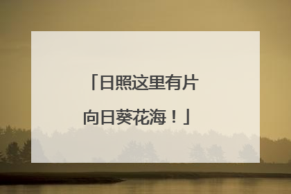 日照这里有片向日葵花海！