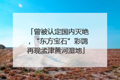 曾被认定国内灭绝，“东方宝石”彩鹮再现孟津黄河湿地