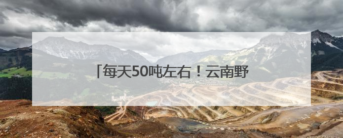 每天50吨左右！云南野生菌交易逐渐进入高峰期