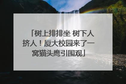 树上排排坐 树下人挤人！厦大校园来了一窝猫头鹰引围观
