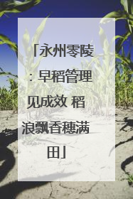 永州零陵：早稻管理见成效 稻浪飘香穗满田
