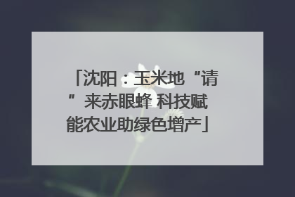 沈阳：玉米地“请”来赤眼蜂 科技赋能农业助绿色增产