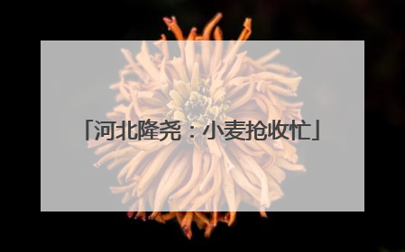 河北隆尧：小麦抢收忙