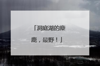 洞庭湖的麋鹿，最野！