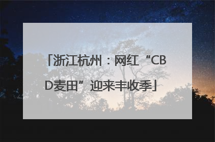 浙江杭州：网红“CBD麦田”迎来丰收季