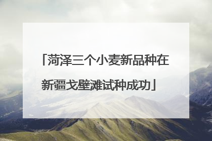 菏泽三个小麦新品种在新疆戈壁滩试种成功