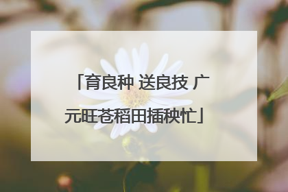 育良种 送良技 广元旺苍稻田插秧忙