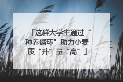 这群大学生通过“种养循环”助力小麦质“升”量“高”