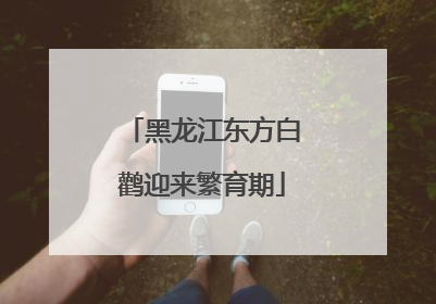 黑龙江东方白鹳迎来繁育期