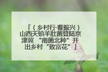 （乡村行·看振兴）山西天镇羊肚菌登陆京津冀 “南菌北种”开出乡村“致富花”
