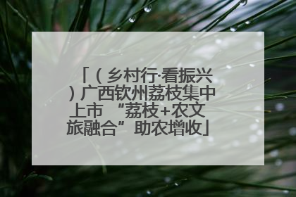 （乡村行·看振兴）广西钦州荔枝集中上市 “荔枝+农文旅融合”助农增收